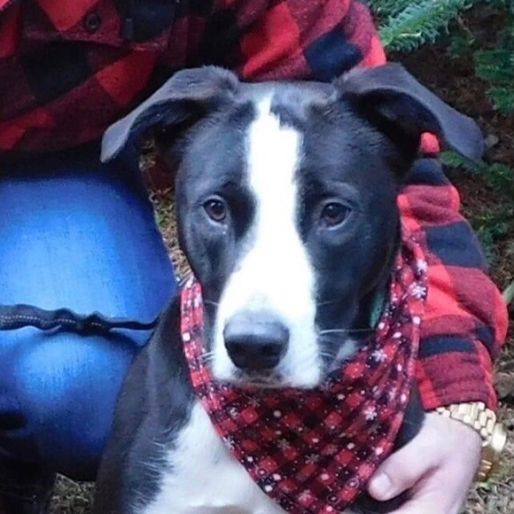 Meet your Posher, Alia - Picture 2 of 2